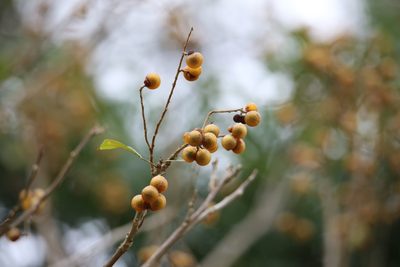 Sapindus saponaria, photographed by Aitor