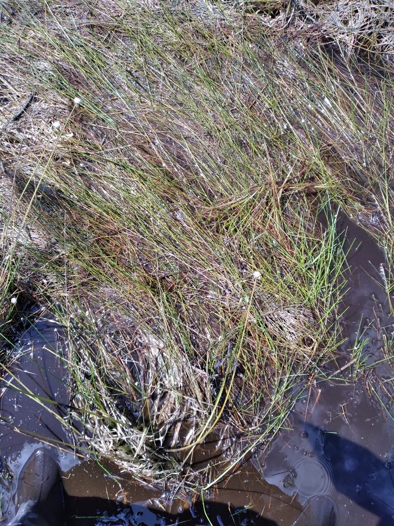 Eleocharis elongata, photographed by Scott Ward