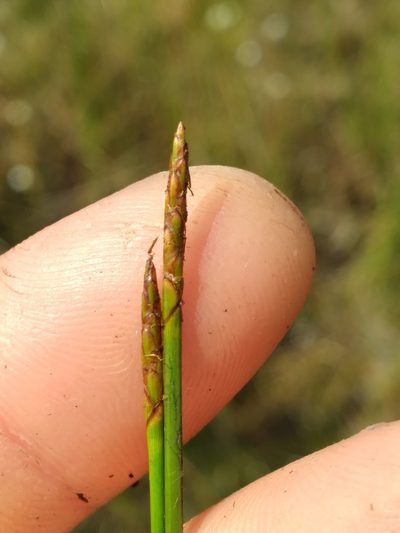 Eleocharis elongata, photographed by Scott Ward