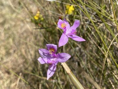 Calopogon barbatus, photographed by Dwight Kingsbury