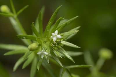 Galium tricornutum, photographed by Eleftherios Katsillis