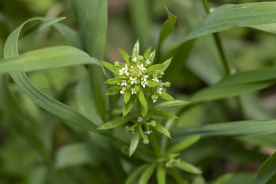 Galium tricornutum, photographed by Eleftherios Katsillis
