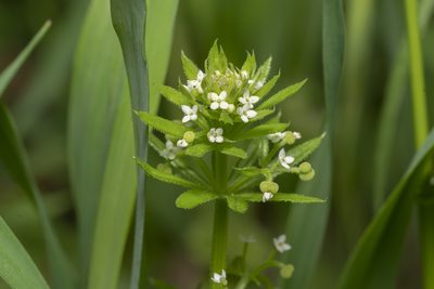Galium tricornutum, photographed by Eleftherios Katsillis