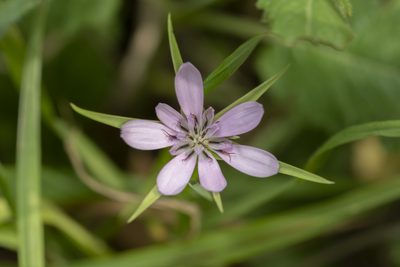 Geropogon hybridus, photographed by Eleftherios Katsillis