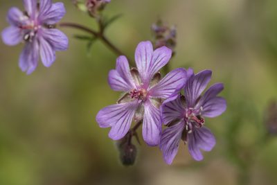 Geranium tuberosum, photographed by Eleftherios Katsillis
