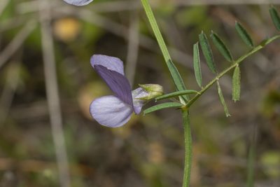 Vicia peregrina, photographed by Eleftherios Katsillis