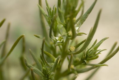 Thesium humile, photographed by Eleftherios Katsillis