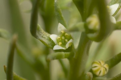 Thesium humile, photographed by Eleftherios Katsillis
