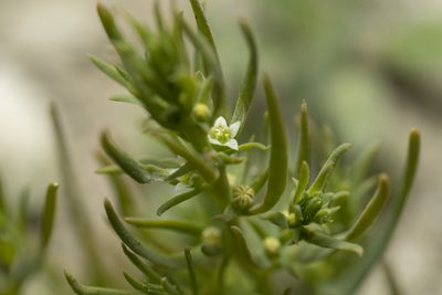 Thesium humile, photographed by Eleftherios Katsillis