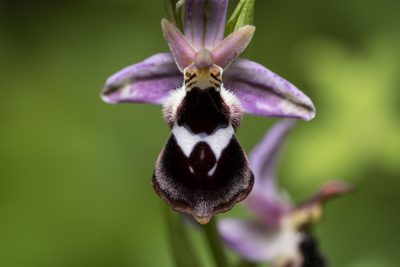 Ophrys reinholdii, photographed by Eleftherios Katsillis