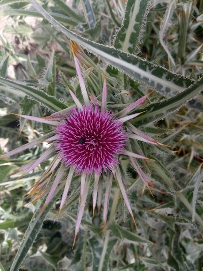 Silybum eburneum, photographed by Karim Haddad