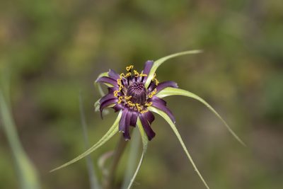 Tragopogon coelesyriacus, photographed by Eleftherios Katsillis