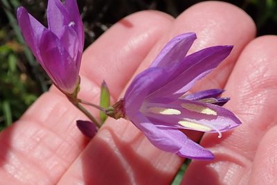 Geissorhiza inaequalis, photographed by Peter Warren