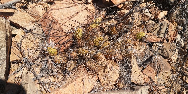 Maihueniopsis crassispina, photographed by Darío De la Fuente