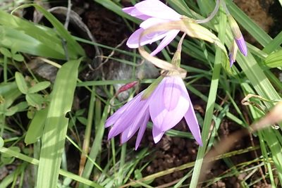 Geissorhiza inaequalis, photographed by Peter Warren