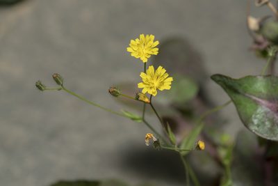 Crepis micrantha, photographed by Eleftherios Katsillis