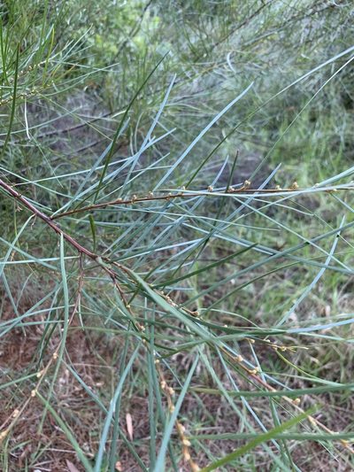 Acacia viscidula, photographed by Dave Richardson