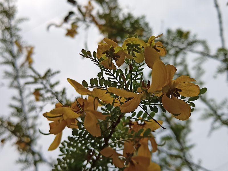 Senna polyphylla, photographed by Sabarni Sarker