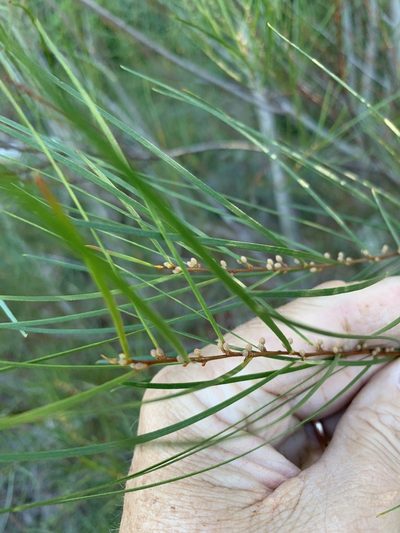 Acacia viscidula, photographed by Dave Richardson