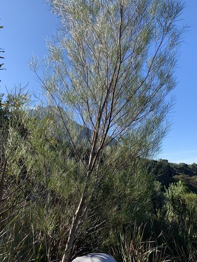 Acacia viscidula, photographed by Dave Richardson