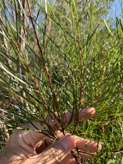 Acacia viscidula, photographed by Dave Richardson
