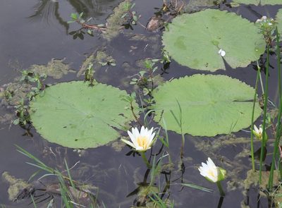 Nymphaea pulchella, photographed by Brian Oakes Haiti Hunter