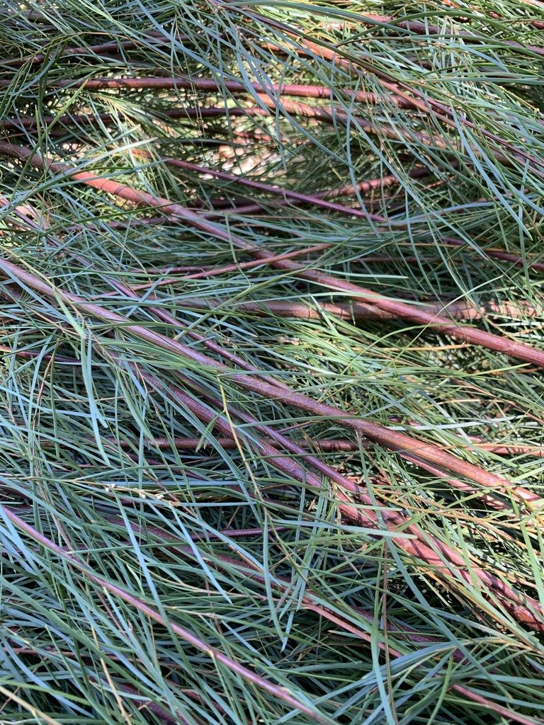 Acacia viscidula, photographed by Dave Richardson