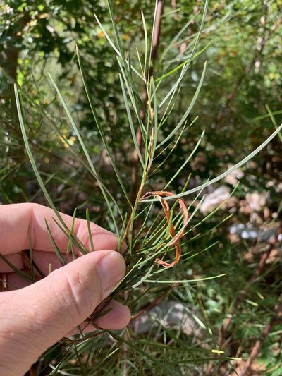 Acacia viscidula, photographed by Dave Richardson