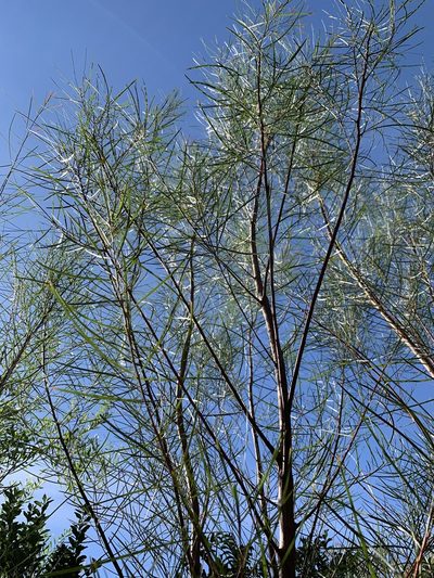 Acacia viscidula, photographed by Dave Richardson