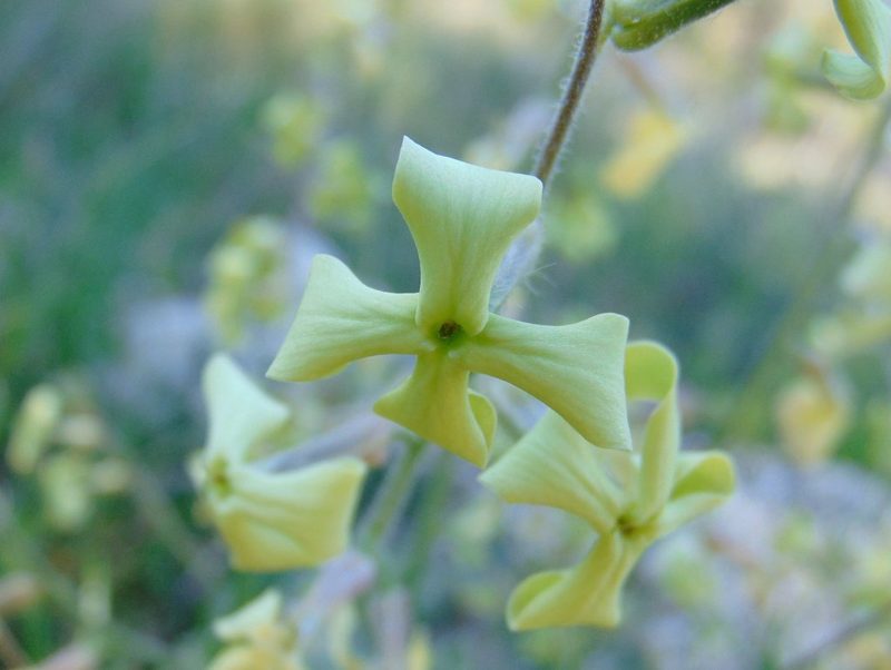 Hesperis laciniata, photographed by viridian