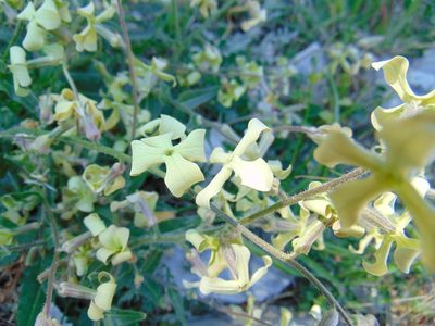 Hesperis laciniata, photographed by viridian