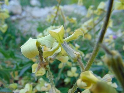 Hesperis laciniata, photographed by viridian