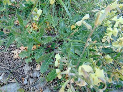 Hesperis laciniata, photographed by viridian