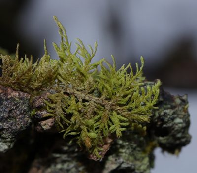 Thuidium recognitum, photographed by Tero Linjama