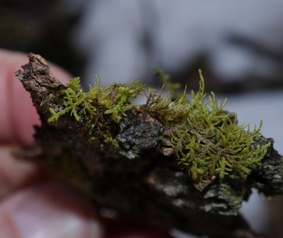 Thuidium recognitum, photographed by Tero Linjama
