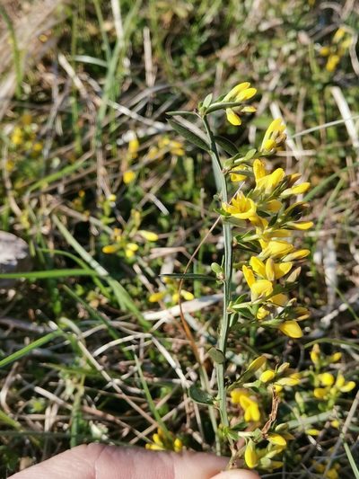 Genista januensis, photographed by Ljaž