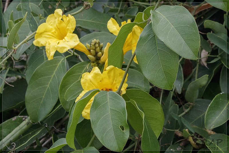 Adenocalymma marginatum, photographed by RAP
