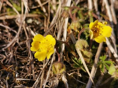 Potentilla pusilla, photographed by Ljaž