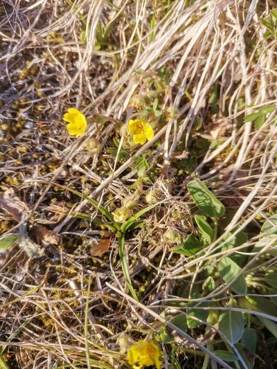 Potentilla pusilla, photographed by Ljaž