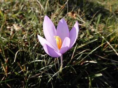 Crocus nudiflorus, photographed by natomik