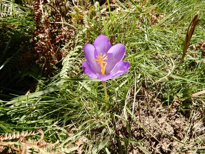 Crocus nudiflorus, photographed by natomik