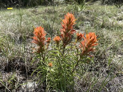 Castilleja lindheimeri, photographed by Reid Hardin