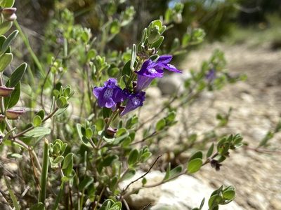 Scutellaria wrightii, photographed by Reid Hardin