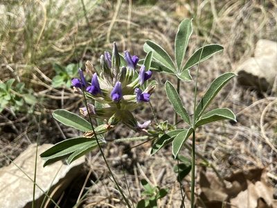 Pediomelum latestipulatum, photographed by Reid Hardin