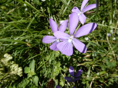 Viola cornuta, photographed by natomik