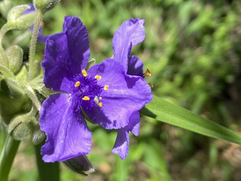 Tradescantia gigantea, photographed by Reid Hardin