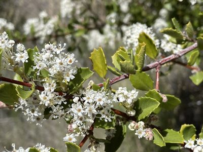 Ceanothus pauciflorus, photographed by Henrik Kibak
