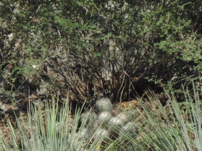 Mammillaria geminispina, photographed by Sandino Guerrero