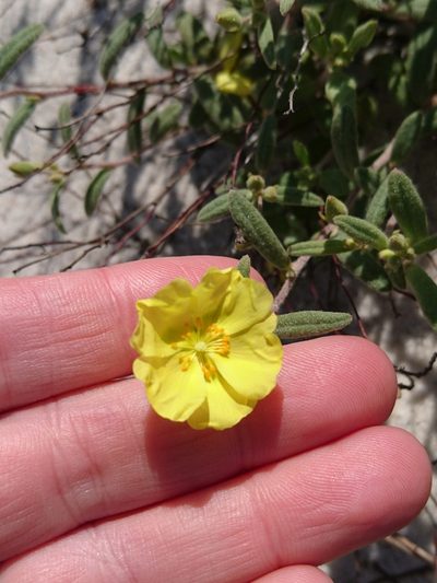 Crocanthemum arenicola, photographed by Abby Darrah