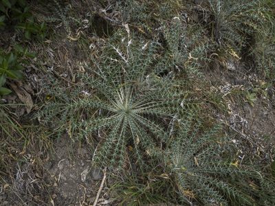 Ptilostemon afer, photographed by Cara-Lisa Schloots
